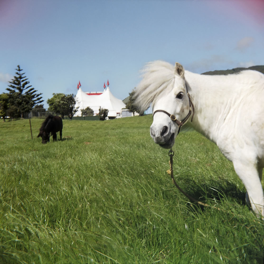 Horses in a field