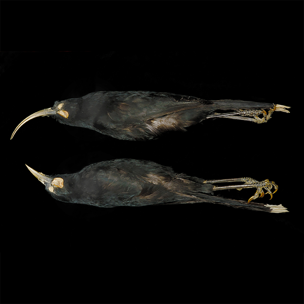 Huia - Heteralocha acutirostris, Male and female juvenile birds, Collection of Aratoi Wairarapa Museum of Art and History. Gift of Holmes Warren.