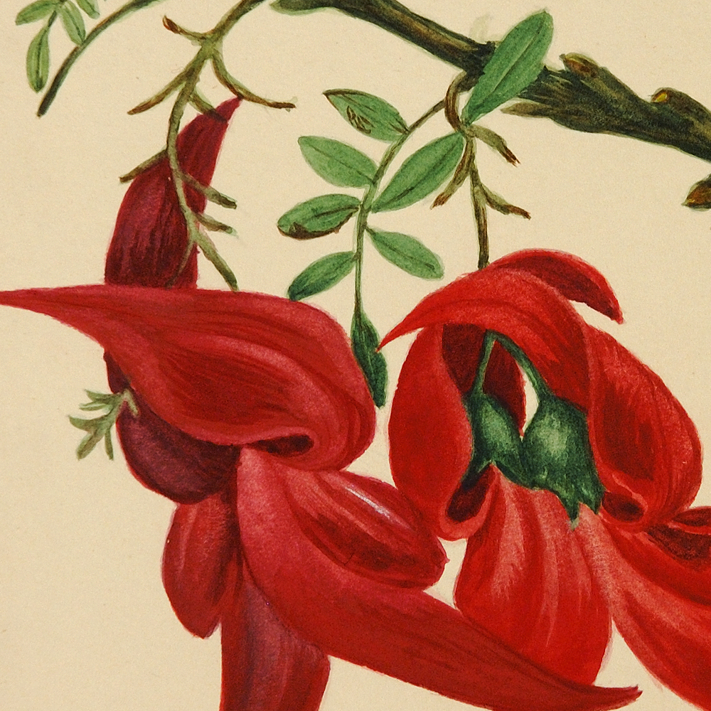 Alice Hosking, Botanical sketchbook (1912), watercolour and ink on paper, 245 x 308mm, Collection of Aratoi Wairarapa Museum of Art and History. Gift of Christina Hosking.