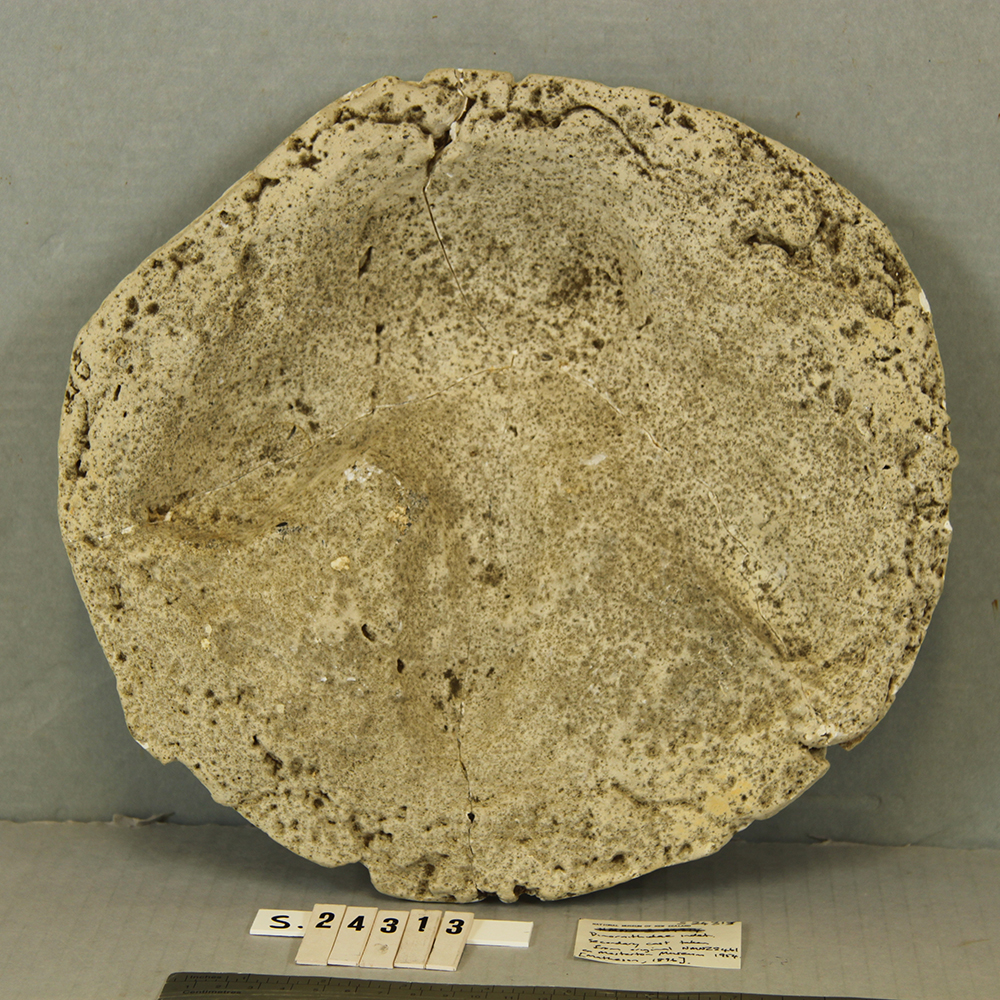 Moa bones (Stout-legged moa, Mantell’s moa, Coastal moa), Moa footprint from plaster cast, Collection of Aratoi Wairarapa Museum of Art and History. Masterton Museum Collection.