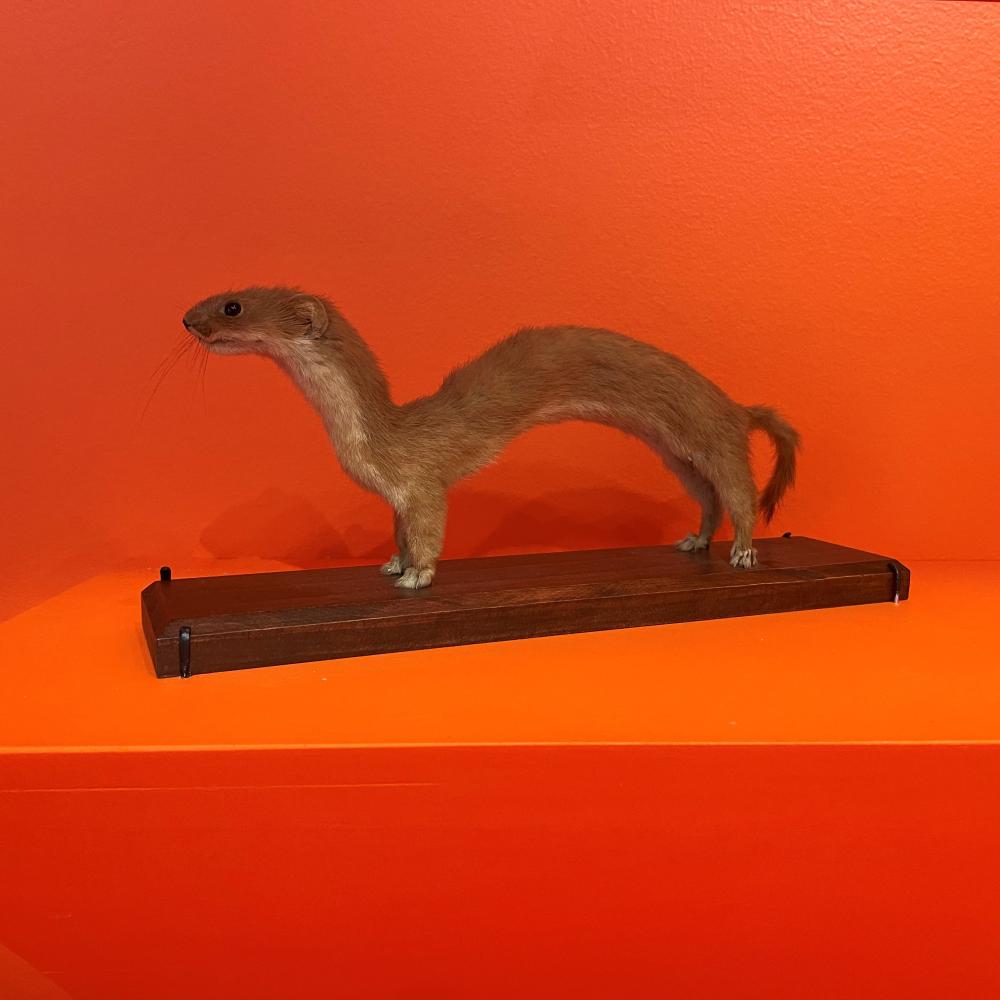 Stoat on wood