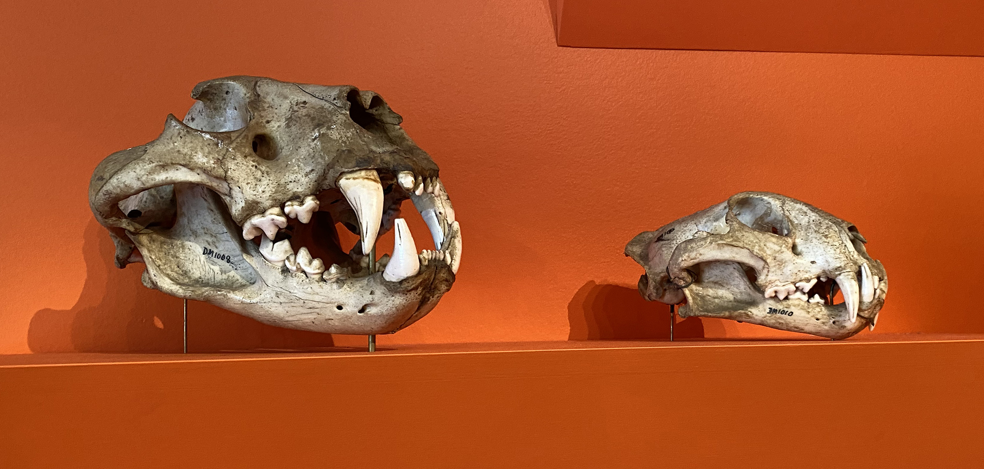 skulls