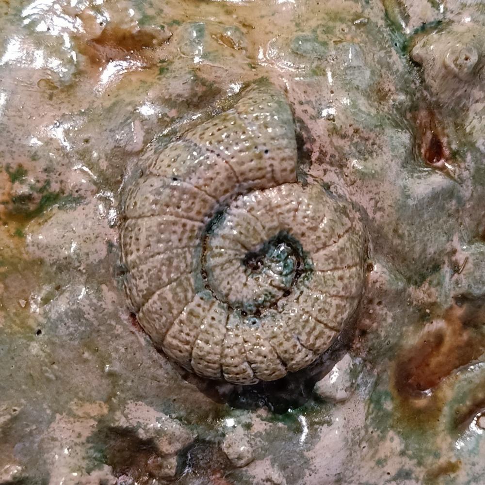 Fossil