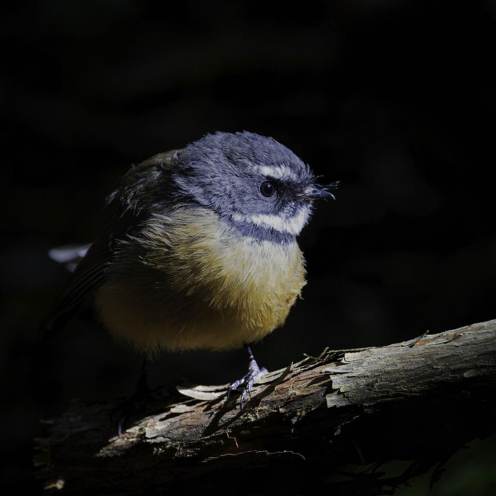 Piwakawaka- Fantail by John Keating