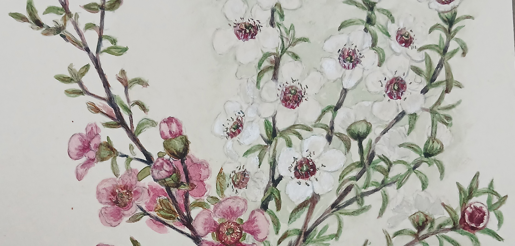 Alice Hosking, Manuka sketch