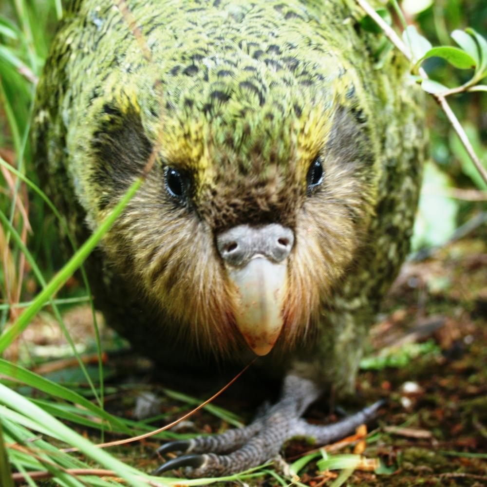 6-Kakapo-Pania-Dalley-DOC-Crown-Copyright-CC-BY