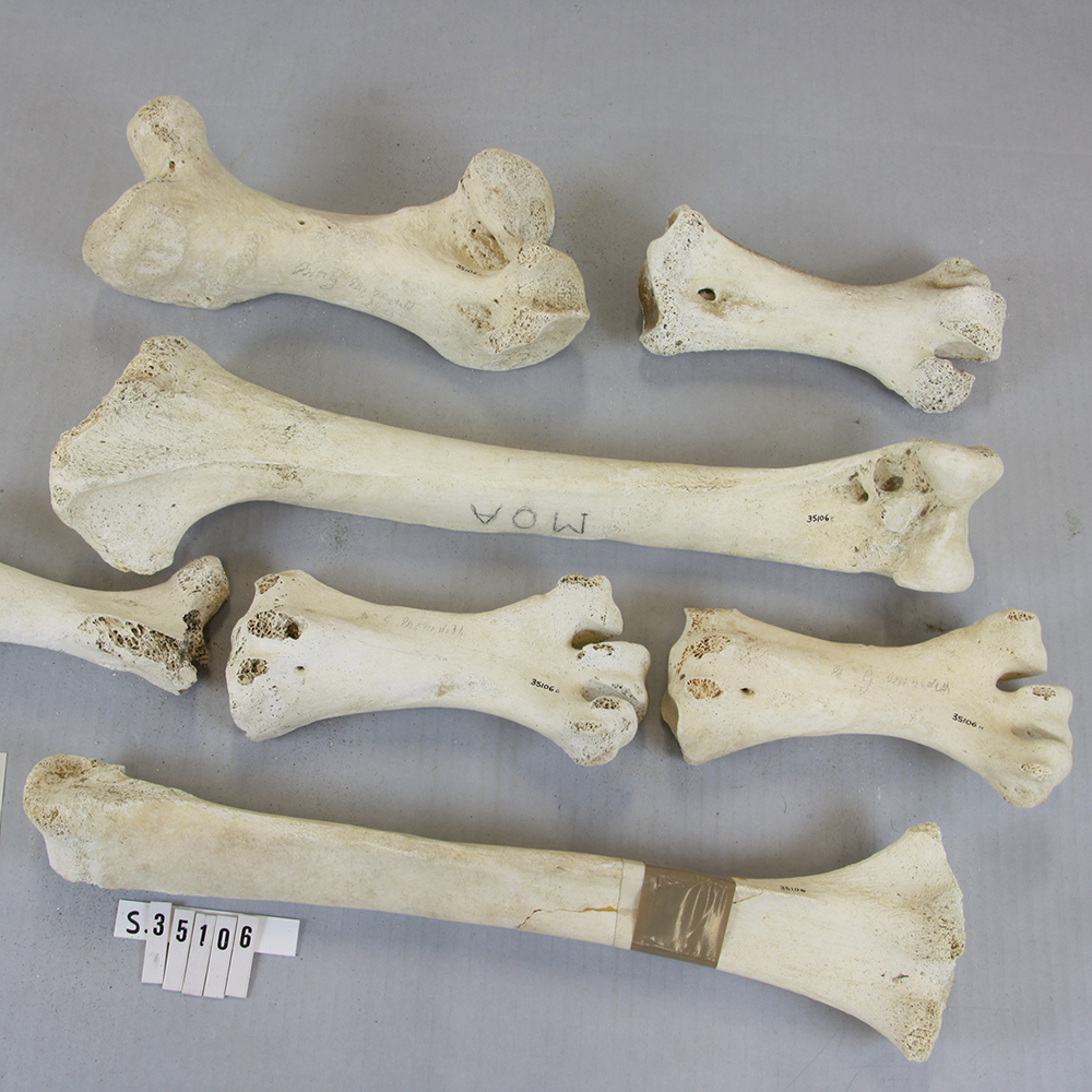 moa bones