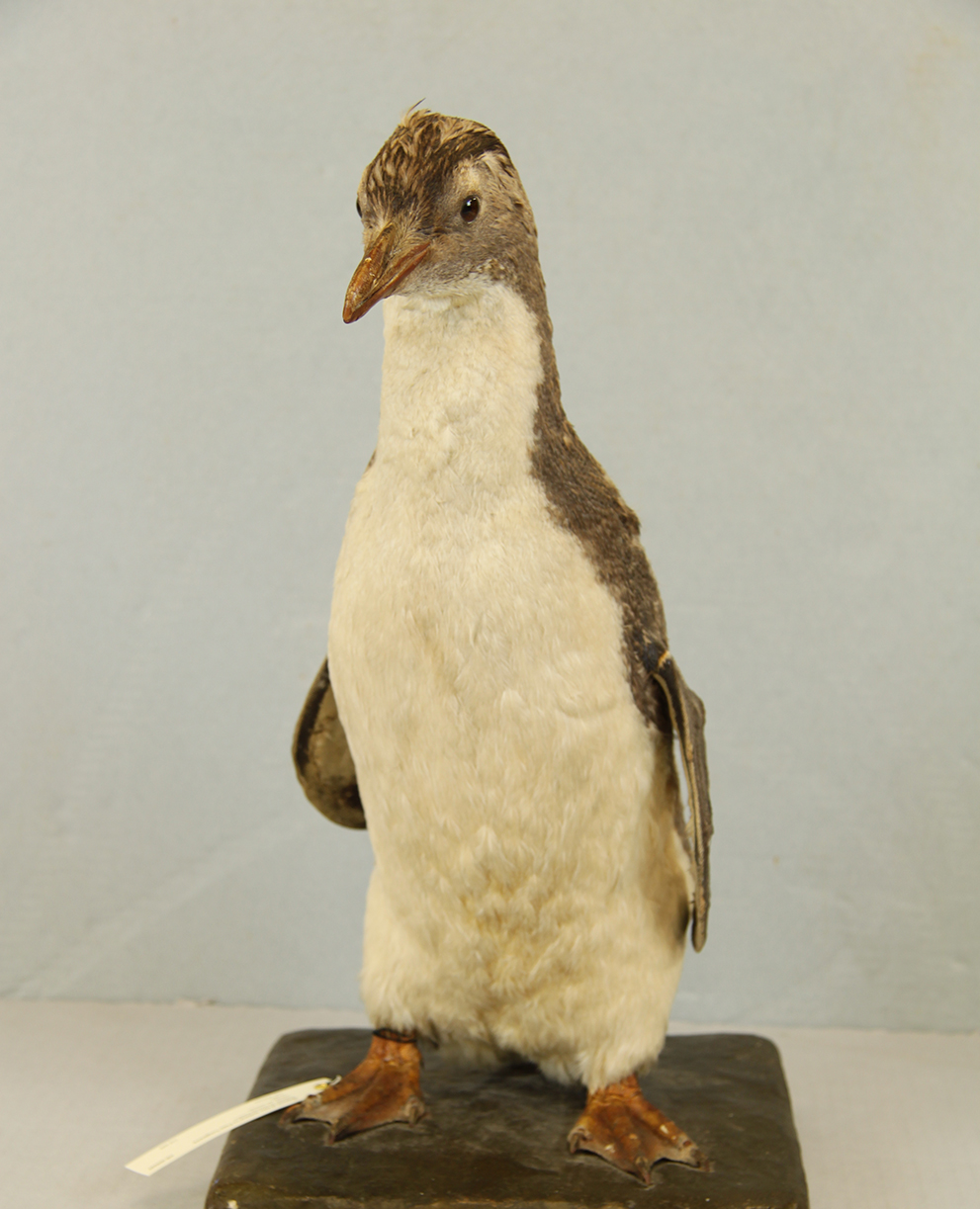 Rockhopper Penguin