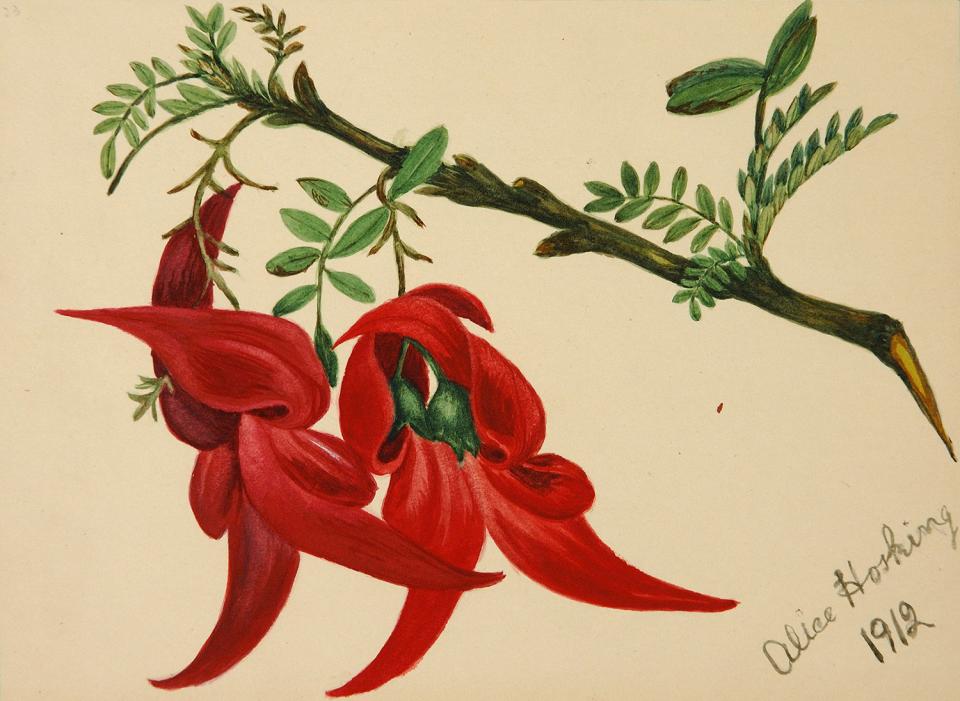 Alice Hosking, Botanical sketchbook (1912), watercolour and ink on paper, 245 x 308mm, Collection of Aratoi Wairarapa Museum of Art and History. Gift of Christina Hosking.