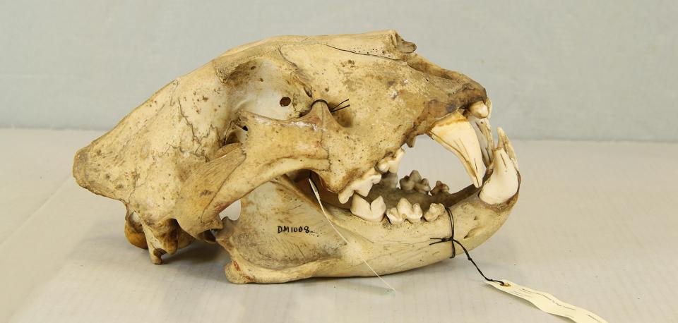 Lion Skull