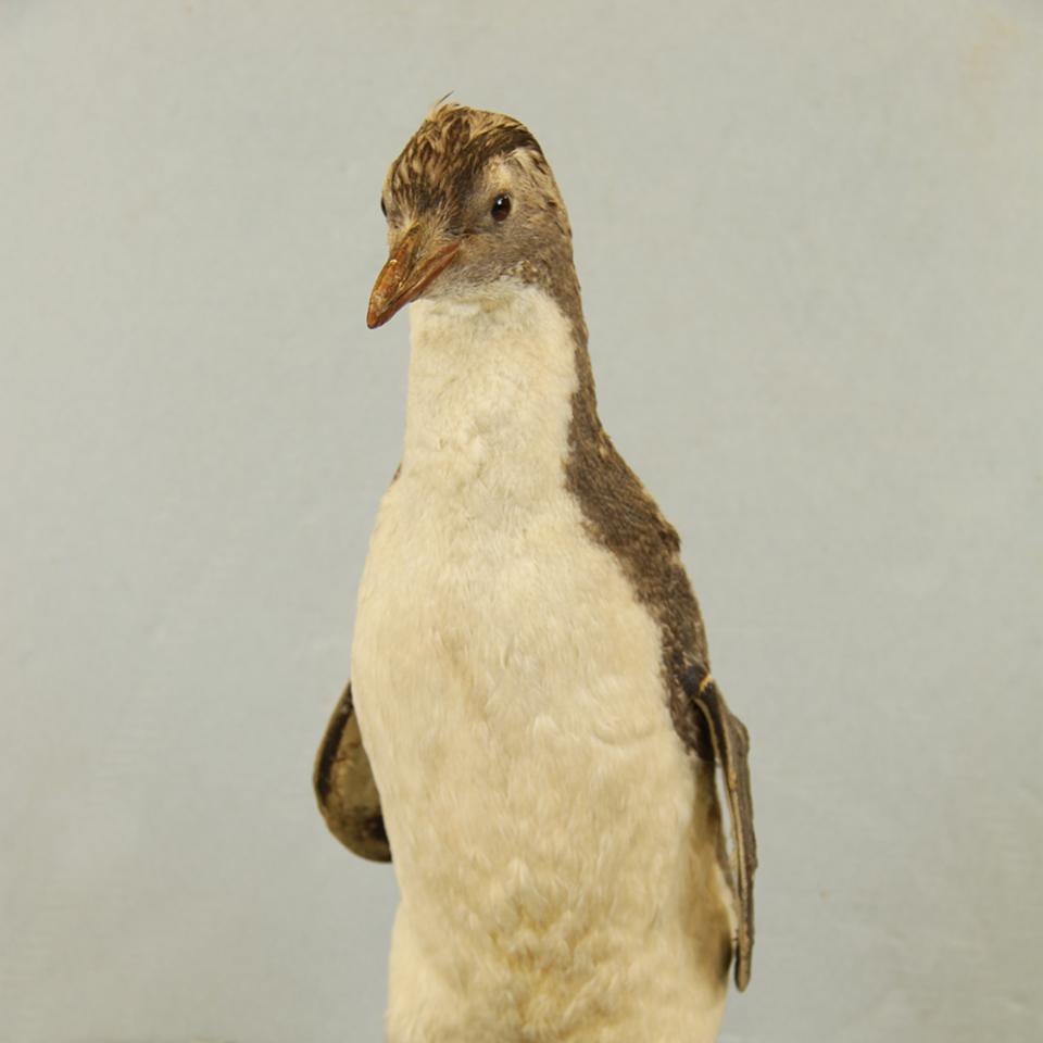 Penguin