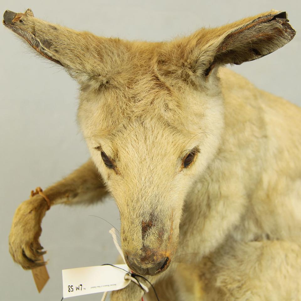Bennet's Wallaby