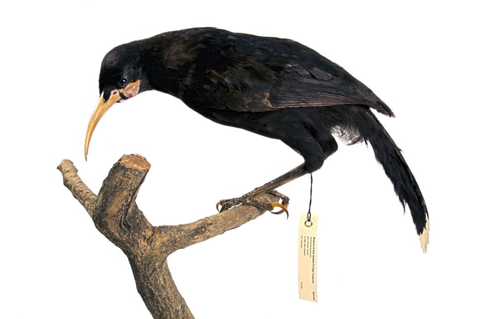 Huia