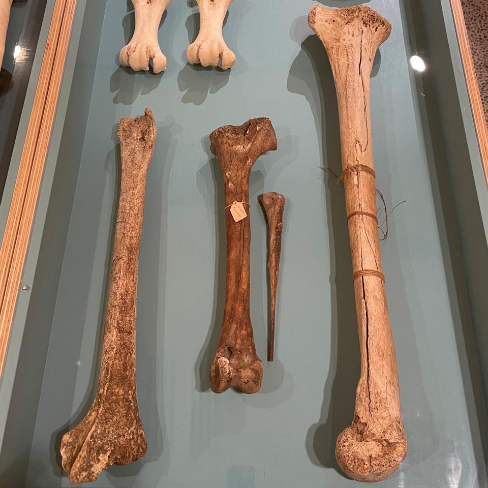 Moa Bones